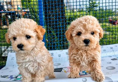 Cuccioli maltipoo
