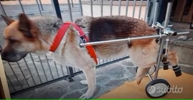 Carrellini in alluminio tutte le taglie