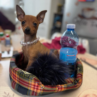 Pinscher miny toy
