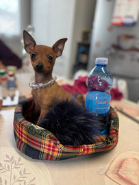 Pinscher miny toy