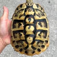 Tartarughe di terra testudo hermanni hermann