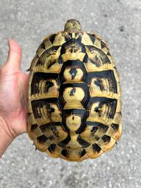 Tartarughe di terra testudo hermanni hermann