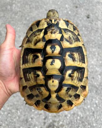 Tartarughe di terra testudo hermanni hermann