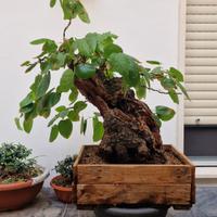 pre bonsai gelso (morus alba)