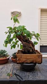pre bonsai gelso (morus alba)