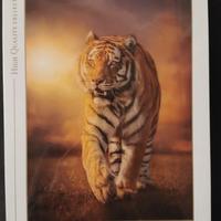 Clementoni - PUZZLE 1500 PEZZI - TIGER / TIGRE