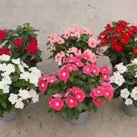 Set di 6 Piante di Vinca - FOTO REALI