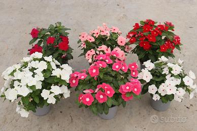 Set di 6 Piante di Vinca - FOTO REALI