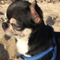 Chihuahua