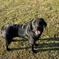 Labrador femmina cucciolona