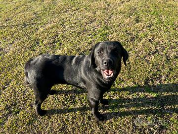 Labrador femmina cucciolona