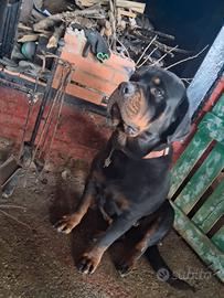 Cuccioli di rottwailer/ corso