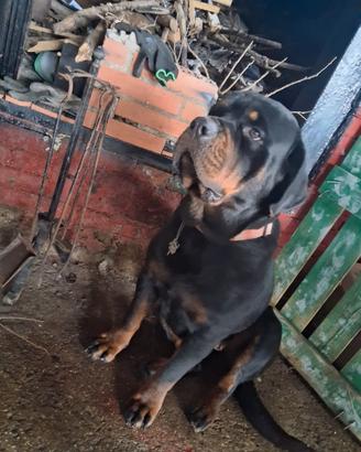 Cuccioli di rottwailer/ corso