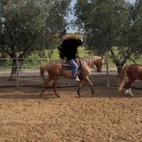Cavallo palomino