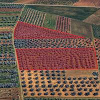 Terreno agricolo 2,8 HA con uliveto di 400 piante