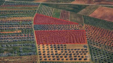 Terreno agricolo 2,8 HA con uliveto di 400 piante