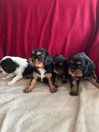 Cavalier king