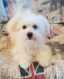 Cuccioli cane maltesi