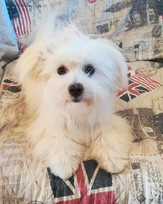 Cuccioli cane maltesi