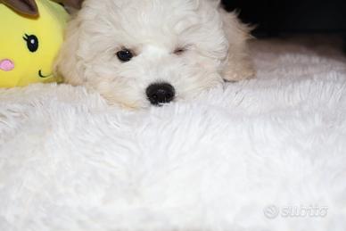 Bichon a Poil Frisè