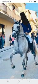 Cavallo spagnolo
