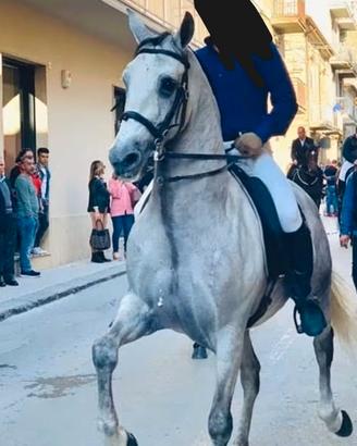 Cavallo spagnolo