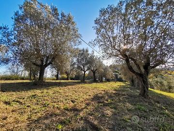 Terreno agricolo con uliveto