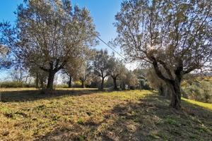 Terreno agricolo con uliveto