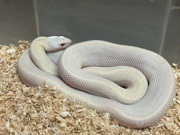 Serpente toro Bull snake