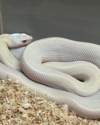 Serpente toro Bull snake