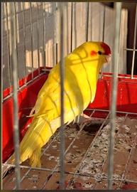 Kakariki maschio