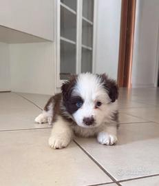 Border collie