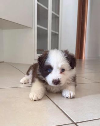 Border collie
