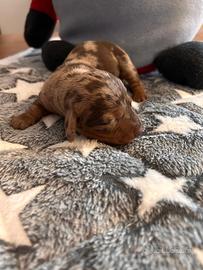 Cuccioli bassotto arlecchino cioccolato