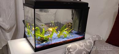 Acquario 60 L