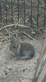 Cuccioli di coniglio
