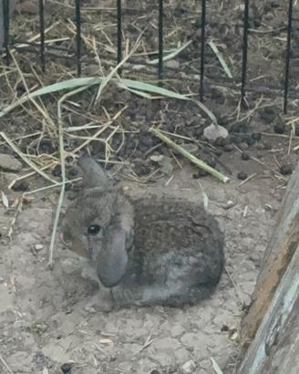 Cuccioli di coniglio