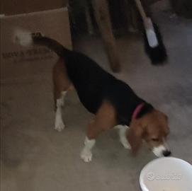 Cane da caccia BEAGLE