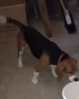 Cane da caccia BEAGLE
