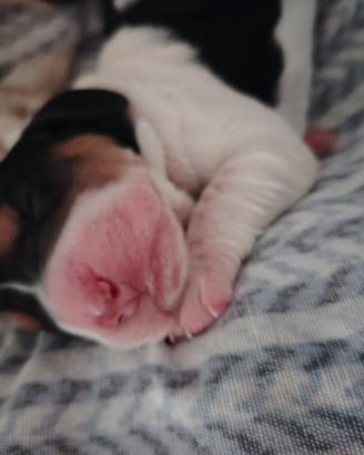 Cucciolata tipo basset hound roma