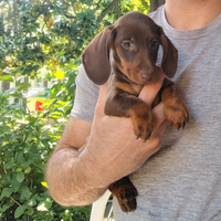 Cucciolo di bassotto chocolate