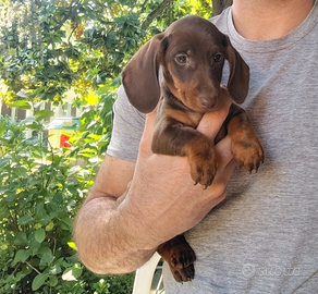 Cucciolo di bassotto chocolate