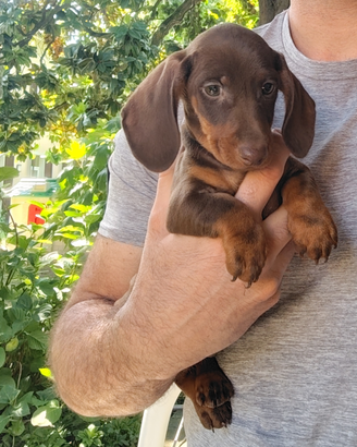 Cucciolo di bassotto chocolate