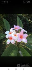 plumeria 