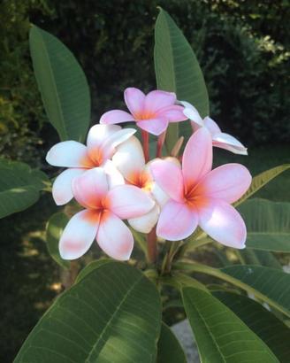 plumeria 