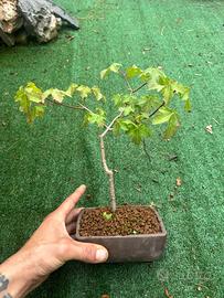 Acero montano spedizione gratuita