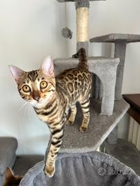 Cucciola Bengala