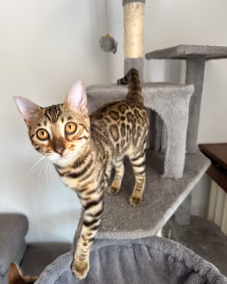 Cucciola Bengala
