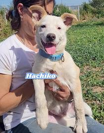 Una famiglia per Hachiko