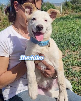 Una famiglia per Hachiko